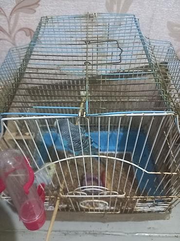 Птицы: Dalmatin rəngli dalğalı dimdik (papuqay) və qəfəs daxil satlir sekilde — 4