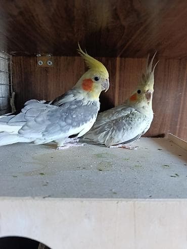 1 çüt erkək və dişi korella 1 yaş quşlar satılır quşlar tam sağlamdır