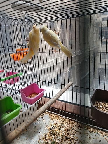 ev sicani: Məhsul: İki quş və qəfəs dəsti - Amadin . bulbul . valnisti . korella — 5