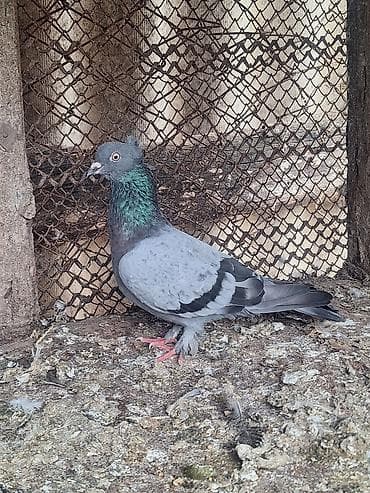 сколько стоит собака бу: Kəməri göy erkək satılır — 2