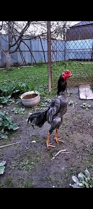 pudel iti haqqinda: Cins: Uzunboyun, döyüş tipli xoruz (ehtimalən Aseel/Şamo xətti) Rəng — 1