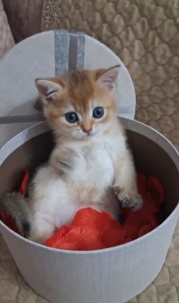 depo gold instagram: Qızıl şinşilla, Dişi, Yaxşı əllərə, Ünvandan götürmə, Ödənişli çatdırılma — 1