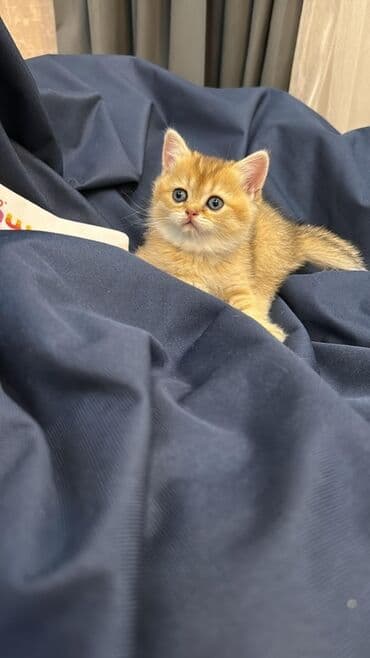 вислоухий кот цена: Шотладская вислоухая, В добрые руки — 6