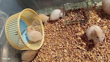Qum rəngli xəzli balaca hamsterlər(Suriya) - Növ: dekorativ hamster — 3