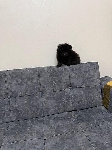 it üçün yem: Malta bolonka, 2 ay, Dişi — 3