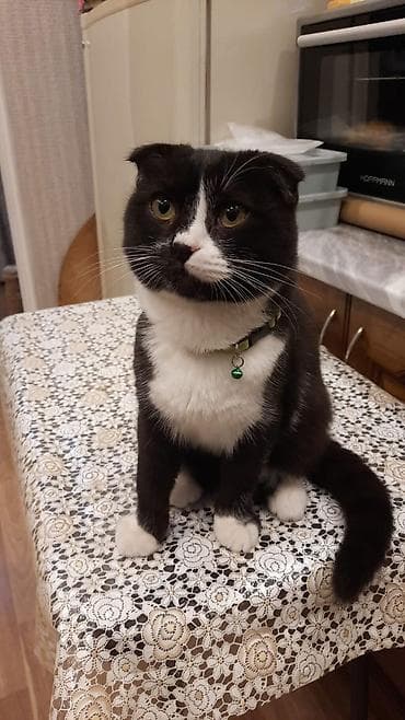 Şotland yastı qulaq, Erkək, Yaxşı əllərə, Ünvandan götürmə