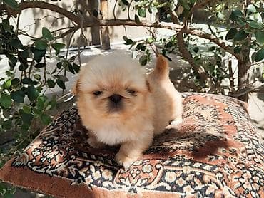 ov iti satisi: Pekines — 3