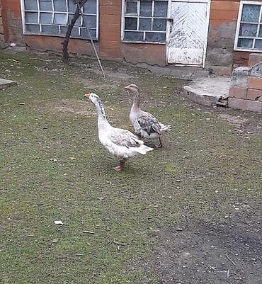 cucelerin satisi: Bir cüt erkəy və dişi saçaqlı qaz satılır yumurtamaq istəyir çox gözəl — 3