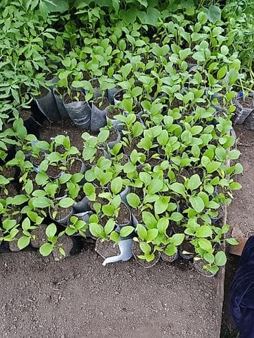 vanna satilir: Masallı. Salam Aləykum. Satışda mövcud olan dibçəklər: Pomidor (Zirə — 4