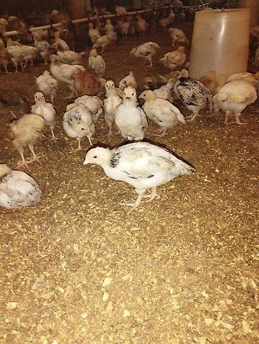 toyuq dami: Toyuq cücələri, Ətlik — 2