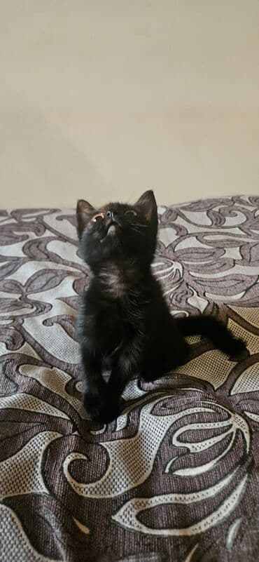 pulsuz pişik balaları 2022: Dişi, Yaxşı əllərə — 8