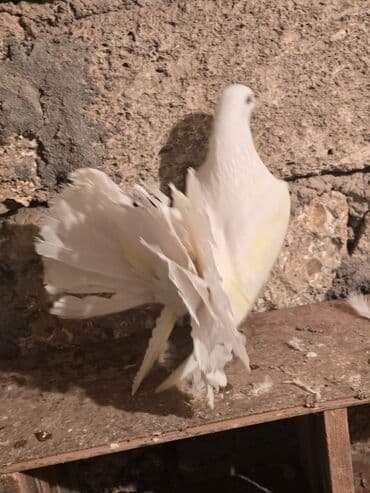 goyercin satışı: Ağ rəngli fantail göyərçin - Növ: Fantail (yelpik quyruqlu dekorativ — 3