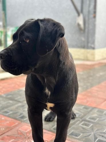 2 Ədəd Erkək və Dişi. Cane Corso Təmiz Qan – həm həyət, həm də ailə lalafo.az -da 2 Ədəd Erkək və Dişi. Cane Corso Təmiz Qan – həm həyət, həm də ailə