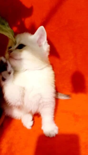 böyüməyən pişik: Britan, Erkək, Yaxşı əllərə, Ünvandan götürmə — 3