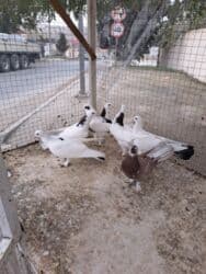 danişan quş: 10 manat - Növ: oyun/ev göyərçini - Rənglər: ağ əsas ton, bəzilərində — 3