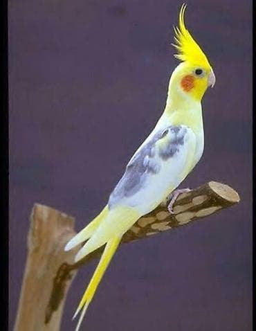 cunqarik qəfəs: SUPER Karela Sultan Quşu Dəsti Hamısı birlikdə – 129 manat (şəkildə — 4