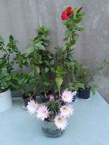 Satışda: dekorativ otaq və bağ bitkiləri - Echinopsis tipli tikanlı