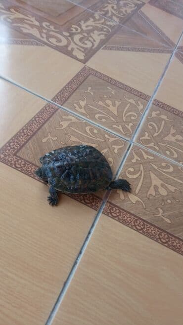 akvarium: Salam su tıspağasıdı — 2