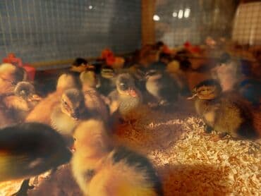 pinqivin ördək: Dişi, Damazlıq, Ünvandan götürmə, Pulsuz çatdırılma, Ödənişli çatdırılma — 9