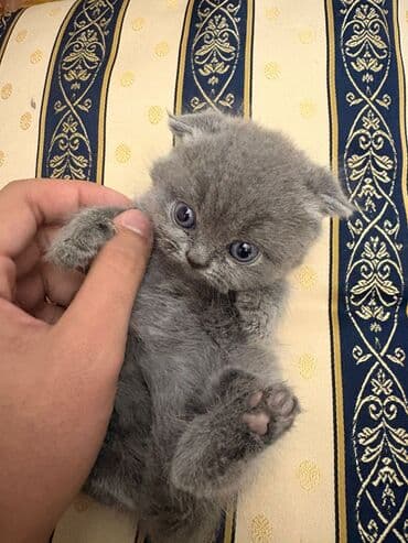 вислоухий шотландец мраморный: Шотладская вислоухая, Самец, В добрые руки, Самовывоз — 3