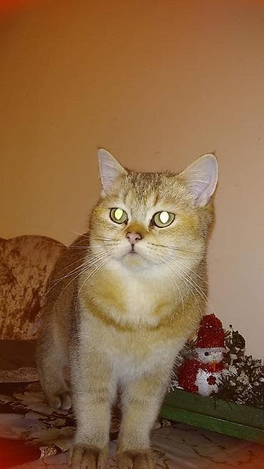 Qızıl şinşilla, Erkək