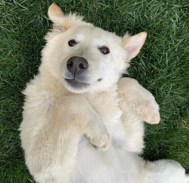 породистые собаки в добрые руки: Golden Retriever 8 aylıq 🐶 Tam sağlam, oynaq və mehriban it satılır — 2