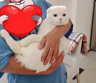 balaca pişik şəkilləri: Şotland yastı qulaq — 1