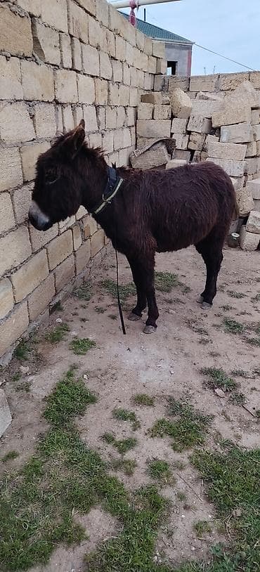 atlar cütləşməsi: Bogazdı cox fağlr eşekdi qacmaqda yaxşı dl — 2