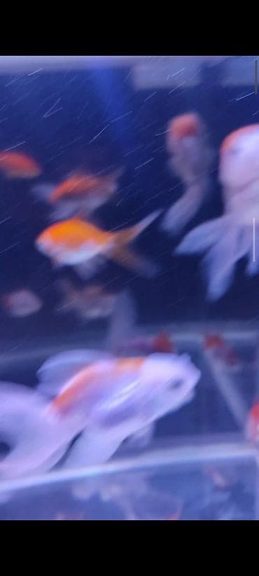 qızıl baliq: Qızıl balıq, Sülhsevər — 3