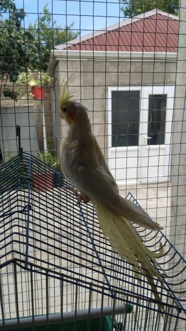 Gəmiricilər: Korella karella tam sağlam balalar — 2