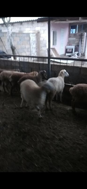 cins inəklərin satışı: Salam qardaşlar 70 baş əmlik quzular satıram kom 255 istəyən zənq — 5