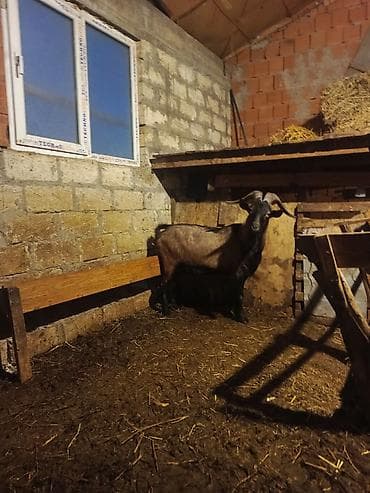 Keçilər, çəpişlər: Boğaz keçi – məhsuldar yerli cins - Cins: yerli məişət keçisi, uzun — 4