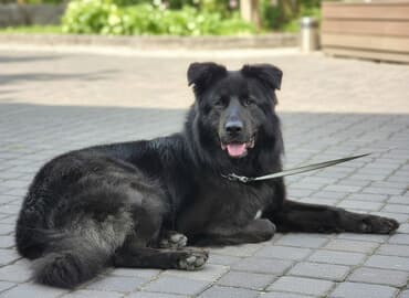 Gəmiricilər: - İt: böyük ölçülü, qara rəngli, uzun tüklü - Tasma və qoşqu ilə — 2