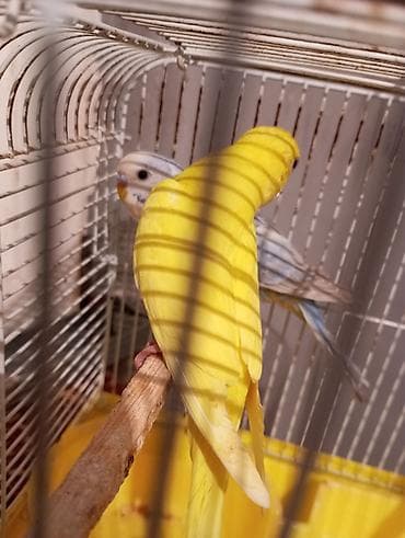 Pişiklər: Məhsul: Dalmatin, lutino, albino, göy, yaşıl və qarışıq rəng — 2