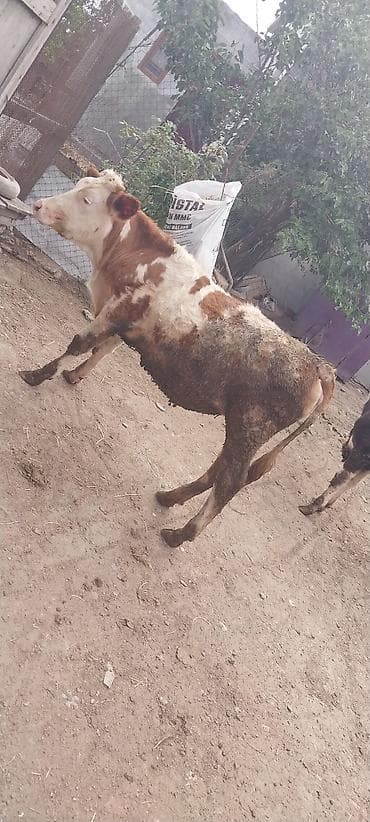 Рогатый скот: Mal-qara: 2 baş dana - Növü: Yerli cinsli (Simmental tipli rəng — 3