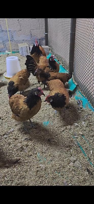 kürt toyuq: Toyuq, Damazlıq — 1