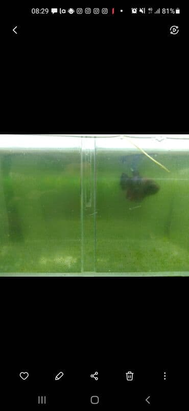 it qovan aparat: Betta (Petuşok balığı), Pulsuz çatdırılma — 4