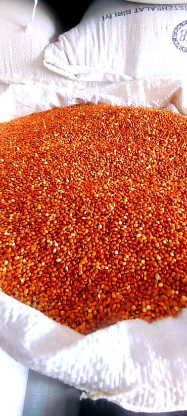 Qırmızı rəngli, təmizlənmiş darı topdan satılır. Yüksək keyfiyyətli lalafo.az -da Qırmızı rəngli, təmizlənmiş darı topdan satılır. Yüksək keyfiyyətli