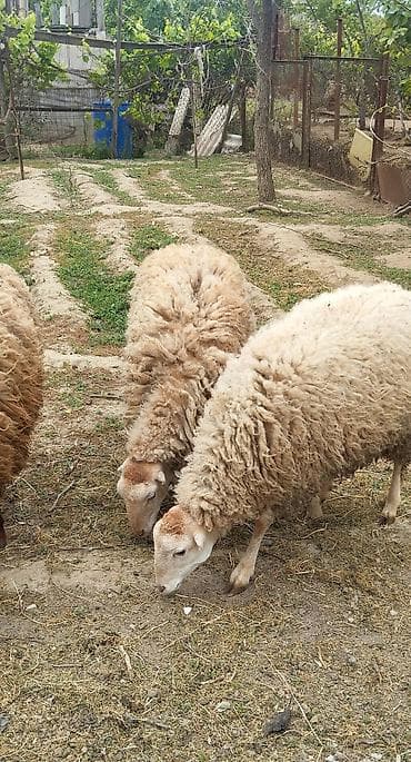 bildircin satisi tap az: Dişi toğlular satilir 11 ayliqdilar tam sağlamdilar.Her biri 350 — 2