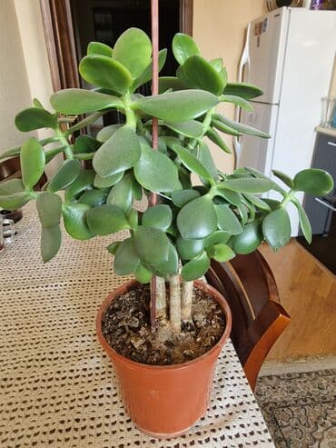 Pul gülüdü. Həqiqətən bu belədir. Alın doğruluğunu siz də sübut edin