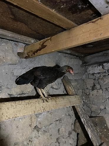 Pişiklər: Heyvan göz qabağındadı isdiyən olsa vidyosunda ataram — 2