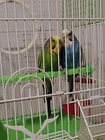 Hazır cüt mavi dişidir, yaşıl erkək qəfəslə birlikdə satılır
