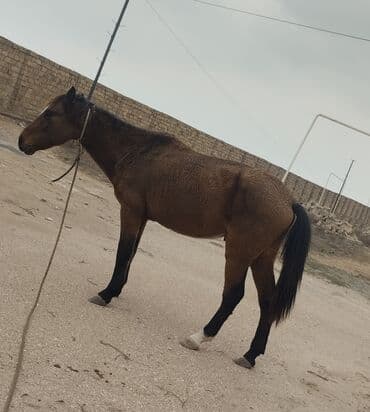 Inəklər, öküzlər: At satılır 500Manat erkek at çaparaqdi — 2