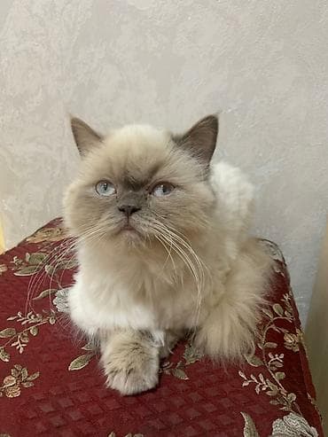 it yuvasi satilir: Dişi, Cütləşmə üçün, Ünvandan götürmə — 3