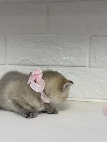 pişik pişik: Britan, Dişi — 1