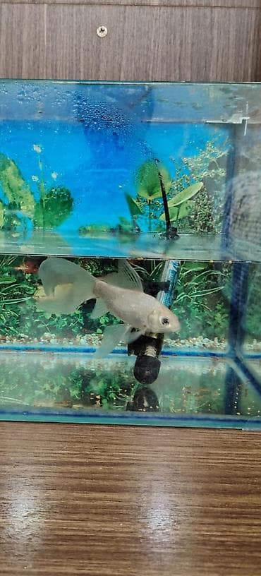 Akvariumlar: Qızıl balıq, Sülhsevər — 1