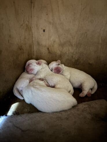 мейн кун купить в баку: Pekines, Ünvandan götürmə — 1