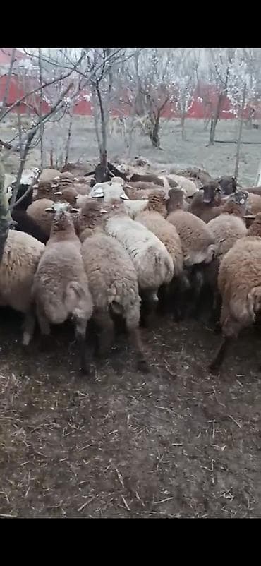 Digər heyvanlar: Əmliy quzlar 15 kq 18 kq kımı cıdı alıcılar narhat etsın acaq zeg edın — 1