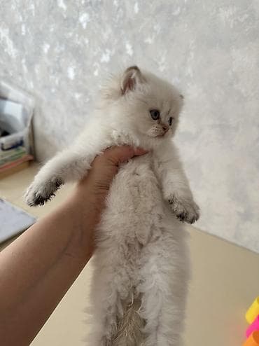 Животные: Шиншилла, Самка — 4