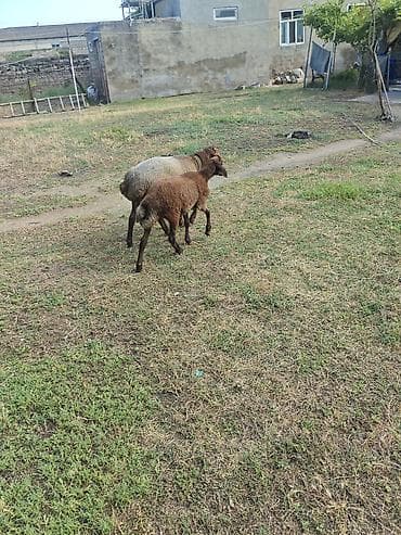 2eded Damazlıq– yerli cins satılır və ya kecilerle dəyişilir ünvan — 4